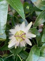 Witte passiebloem - Passieflora plantjes, Tuin en Terras, Planten | Tuinplanten, Ophalen, Zomer, Overige soorten, Volle zon