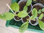 biologische moestuinplantjes courgette, Zomer, Ophalen, Volle zon