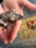 Gratis man muis met kooi. Aparte kleur. Texel 3 kleur muis, Muis, Mannelijk, Januari, Tam