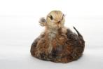 Araucana haantjes met en zonder oortoeven., Dieren en Toebehoren, Pluimvee, Mannelijk, Kip