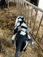 Leuke tamme gecastreerde bok, Dieren en Toebehoren, Mannelijk, 0 tot 2 jaar, Geit