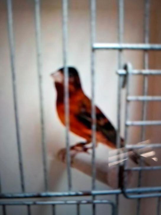 Kapeotsijs xraza  kanarie F1, Dieren en Toebehoren, Vogels | Overige Vogels, Mannelijk