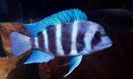F1 Frontosa Blue Zaïre Moba groep, Dieren en Toebehoren, Vis, Zoetwatervis