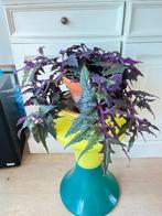 Gynura (fluweelplant), Ophalen, Overige soorten, Minder dan 100 cm