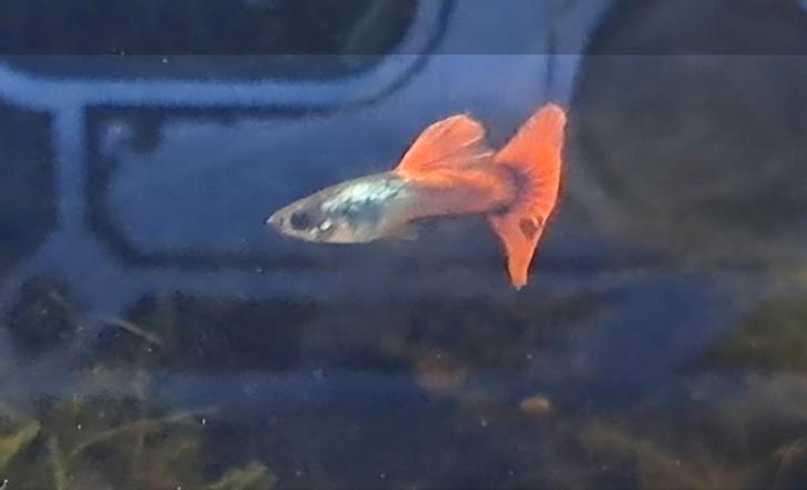 Schitterende redtail dumbo ear guppen te koop, Dieren en Toebehoren, Vissen | Aquariumvissen, Zoetwatervis, Vis, Schoolvis