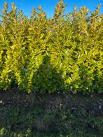 Prunus Rotundifolia - Laurier - 150/200 cm - ACTIEPRIJS!, Ophalen, Laurier, 100 tot 250 cm