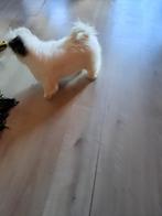 boomertje, Dieren en Toebehoren, 15 weken tot 1 jaar, Teef, Parvo, Eén hond