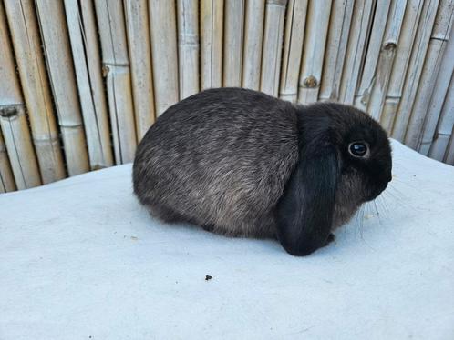 Drie jonge NHD konijnen (10-12 weken oud), Dieren en Toebehoren, Konijnen, Dwerg, Meerdere dieren, 0 tot 2 jaar, Hangoor
