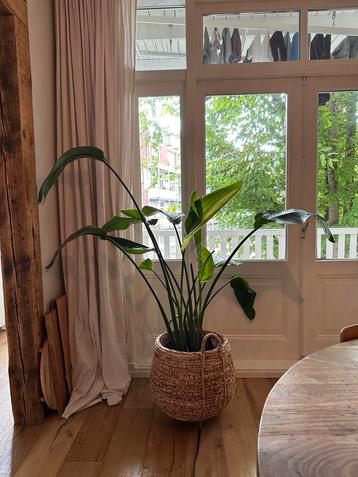 Large indoor plant with woven basket beschikbaar voor biedingen