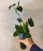 Syngonium wendlandii, Ophalen of Verzenden, Halfschaduw, Minder dan 100 cm