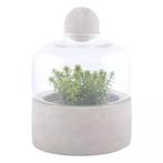 2x Kweekfles Terrarium – Beton & Glas, Ophalen, Nieuw