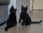 2 broertjes, Dieren en Toebehoren, Katten en Kittens | Overige Katten, Kater, Kortharig, 0 tot 2 jaar