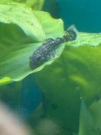 Jonge Algeneters / Ancistrus, Dieren en Toebehoren, Vissen | Aquariumvissen, Vis, Zoetwatervis