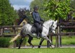Bijrijder gezocht, Dieren en Toebehoren, Paarden en Pony's | Overige Paardenspullen, Ophalen of Verzenden, Nieuw, Dressuur