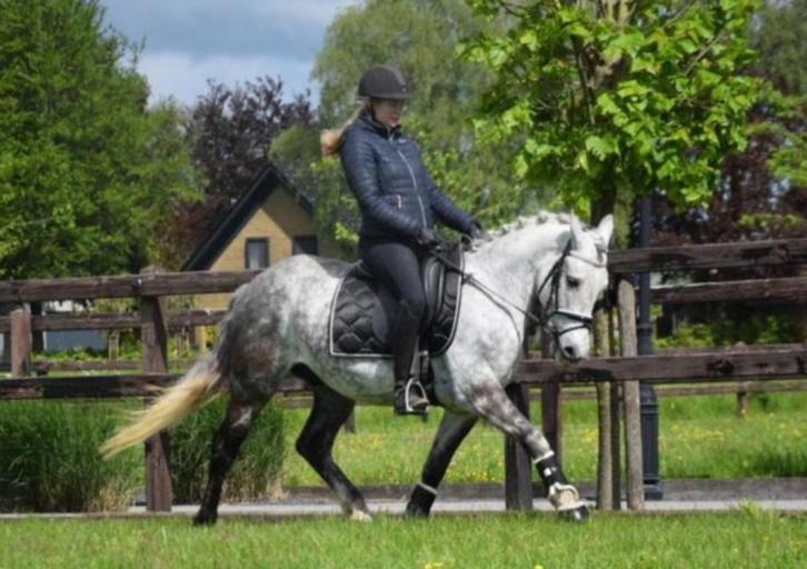 Bijrijder gezocht, Dieren en Toebehoren, Paarden en Pony's | Overige Paardenspullen, Nieuw, Dressuur, Ophalen of Verzenden