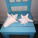 Mooie grote schelpen 4 stuks, Verzamelen, Ophalen, Schelp(en)