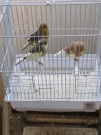 kanaries gloster gladkop, Dieren en Toebehoren, Vogels | Kanaries, Meerdere dieren, Kleurkanarie