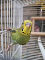 parkiet jong baby s grasparkieten vogelkooi, Dieren en Toebehoren, Vogels | Parkieten en Papegaaien, Meerdere dieren, Parkiet