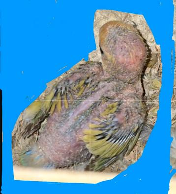 1 baby agapornis dwergpapagaai TAM beschikbaar voor biedingen