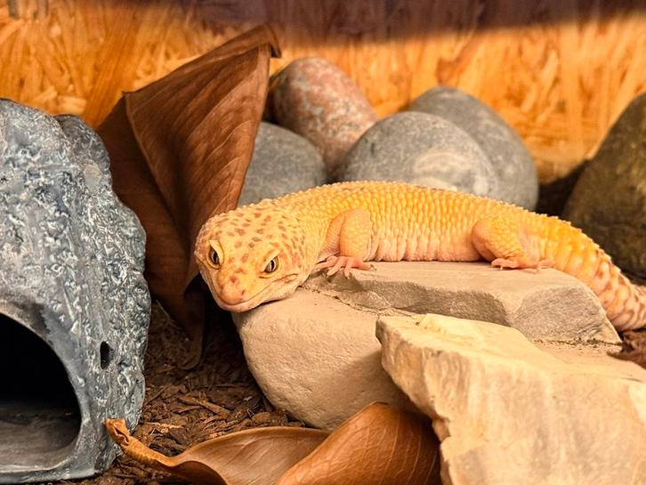 Luipaardgekko (m) 3 jaar inclusief alle toebehoren