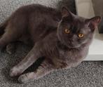 Britse korthaar 1 jaar en 3 maanden, Dieren en Toebehoren, Katten en Kittens | Raskatten | Korthaar, Kater, Ontwormd, 0 tot 2 jaar