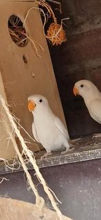 Spierwitte jonge baby  fischeries agapornissen dwergpapegaai, Dieren en Toebehoren, Vogels | Parkieten en Papegaaien, Dwergpapegaai of Agapornis