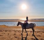 Verzorgpony gezocht in Deventer e.o., Dieren en Toebehoren, Ophalen of Verzenden