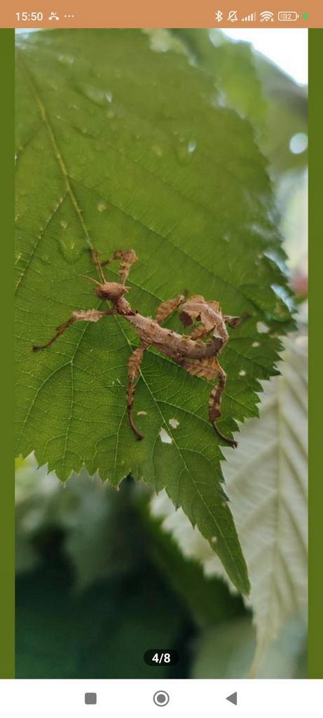 Australische Flappentak man/vrouw/nimf, Dieren en Toebehoren, Insecten en Spinnen, Wandelende tak