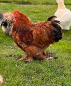 Cochin kriel haantje Teddy 5 maanden heel lief, Dieren en Toebehoren, Pluimvee, Mannelijk, Kip