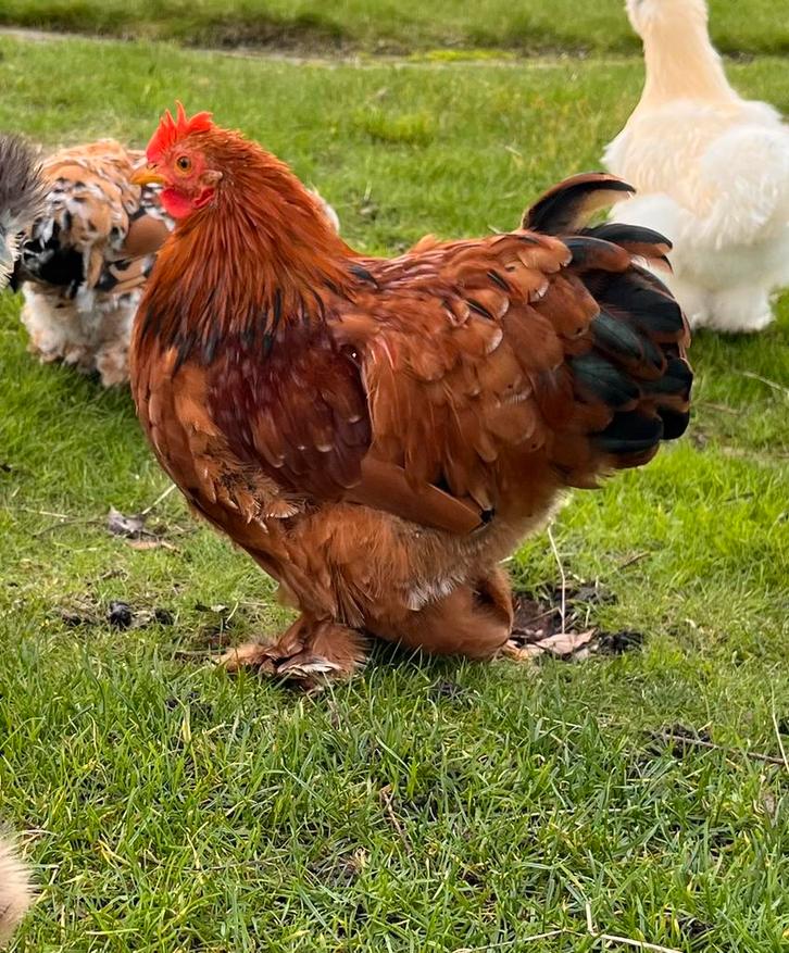 Cochin kriel haantje Teddy 5 maanden heel lief, Dieren en Toebehoren, Pluimvee, Kip, Mannelijk