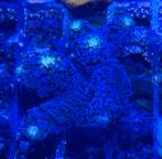 Milka Stylopora WYSIWYG, Dieren en Toebehoren, Vis