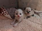Birma Doll kittens (nog 1 poesje beschikbaar), Dieren en Toebehoren, Poes, Gechipt, 0 tot 2 jaar