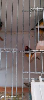 Gould amadine, Meerdere dieren, Tropenvogel