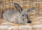 Lief schattig dwerg konijntje, Dieren en Toebehoren, Mannelijk, Dwerg, 0 tot 2 jaar