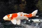 Mooie koi's 8 stuks, Karper of Koi