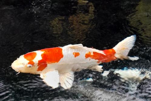 Mooie koi's 8 stuks, Dieren en Toebehoren, Vissen | Vijvervissen, Karper of Koi