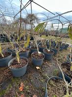 Albizia Julibrissin Ombrella - 10L Pot, Overige soorten, Minder dan 100 cm, Zomer, Ophalen