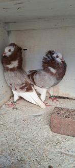 Te koop sierduiven Oudhollands kapucijnen duiven, Dieren en Toebehoren, Vogels | Duiven, Meerdere dieren, Overige soorten