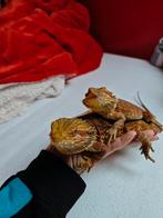 2 baardagamen, Dieren en Toebehoren, Met terrarium, 0 tot 2 jaar