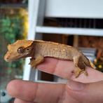 Mooie wimpergekko's/crested geckos, nakweek en kweekvrouwen, Dieren en Toebehoren, Hagedis, 0 tot 2 jaar