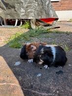 Cavia zeugjes, Dieren en Toebehoren, Knaagdieren, Vrouwelijk, Cavia, Na 1 juli 2024, Tam