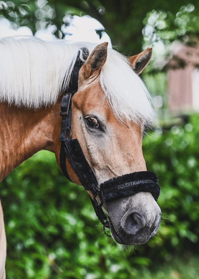 Zwart Esstockholm halster full, Dieren en Toebehoren, Paarden en Pony's | Overige Paardenspullen, Zo goed als nieuw, Overige soorten