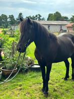 Vakantieservice op eigen pensionstal, ervaren paardenvrouw, Verzorging of Verzorgpony's
