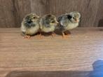 kuikentjes te koop, Dieren en Toebehoren, Pluimvee, Geslacht onbekend, Kip