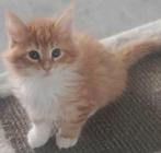 Maine Coon kittens klaar voor vertrek, Dieren en Toebehoren, Katten en Kittens | Raskatten | Langhaar, Meerdere dieren