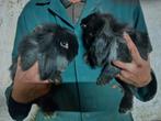 Twee lieve rammetjes, Dieren en Toebehoren, Konijnen, Mannelijk