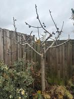 Vijgenboom - Zelf verwijderen & ophalen, Tuin en Terras, Planten | Bomen, Bloeit niet, Overige soorten, 100 tot 250 cm, Ophalen