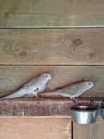2 jonge kakariki's, Dieren en Toebehoren, Vrouwelijk, Parkiet, Geringd