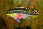 Pelvicachromis pulcher - Kersenbuik Cichlide Koidreams, Dieren en Toebehoren, Vissen | Aquariumvissen, Vis, Zoetwatervis