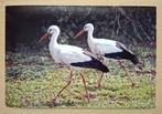 Foto van 2 ooievaars -1993, Verzenden, 1980 tot heden, Foto, Nieuw